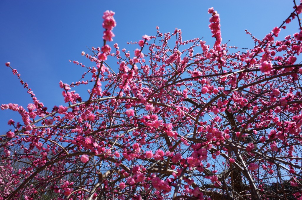 平芝公園梅まつり