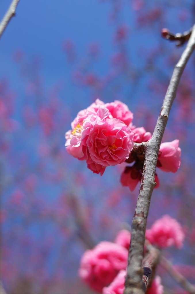 平芝公園梅まつり