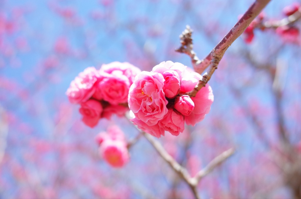 平芝公園梅まつり