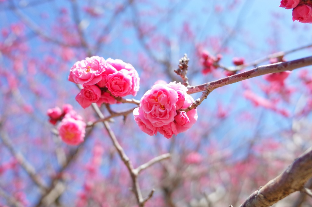 平芝公園梅まつり