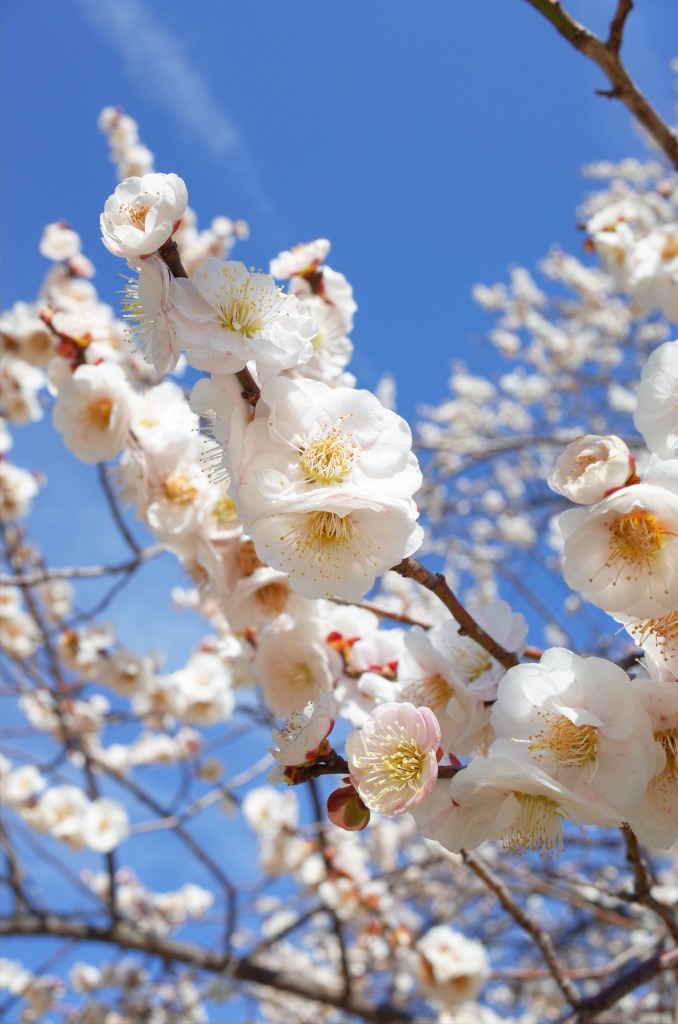 平芝公園梅まつり