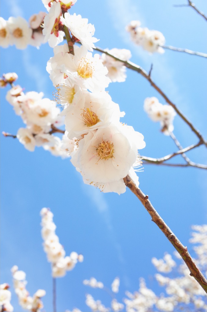 平芝公園梅まつり