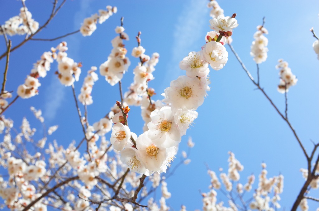 平芝公園梅まつり