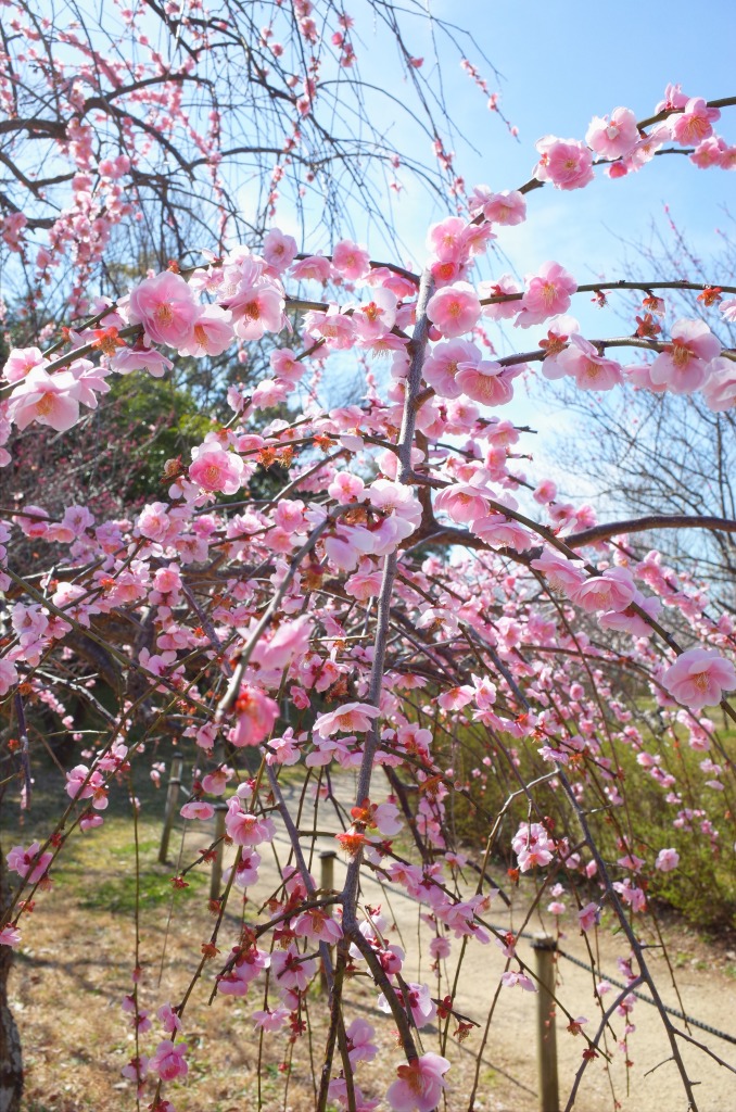 平芝公園梅まつり