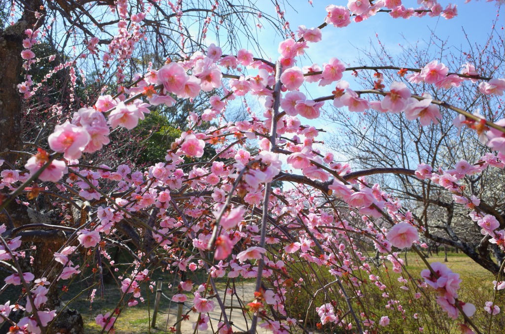 平芝公園梅まつり