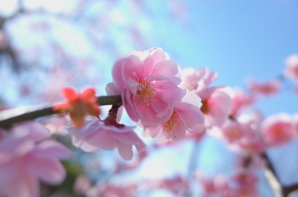 平芝公園梅まつり