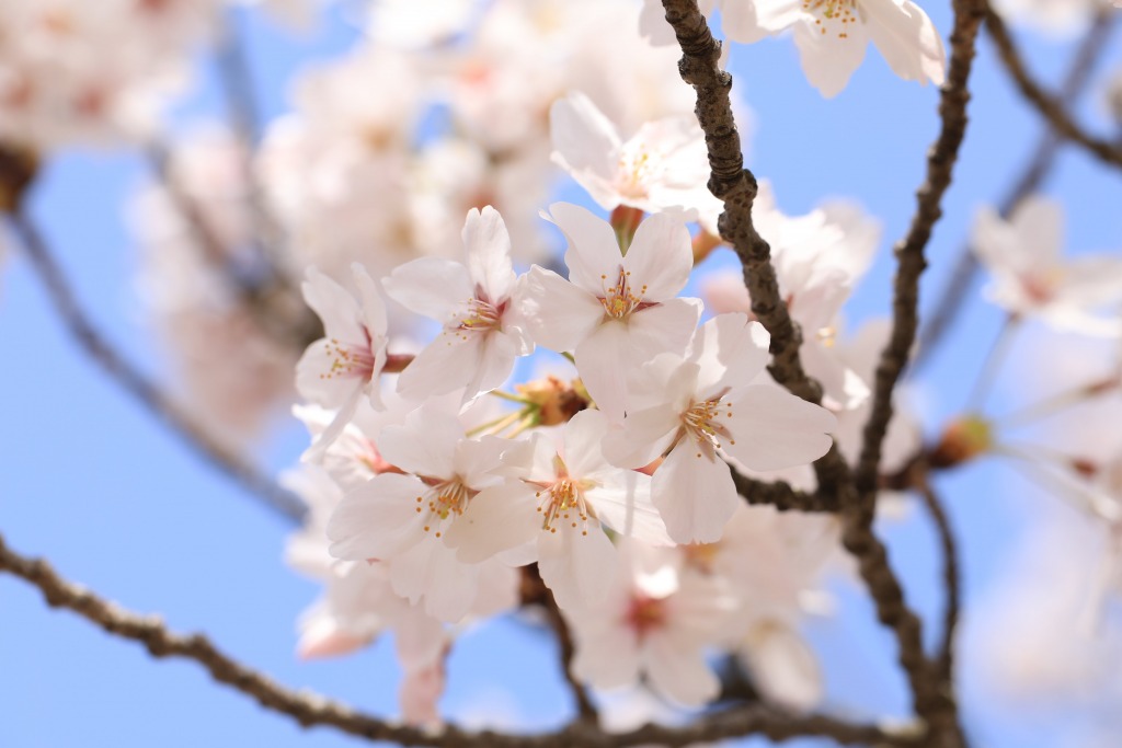 碧南市明石公園桜まつり