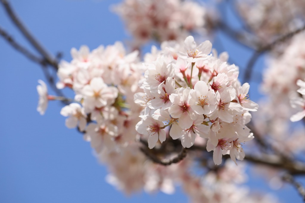 碧南市明石公園桜まつり