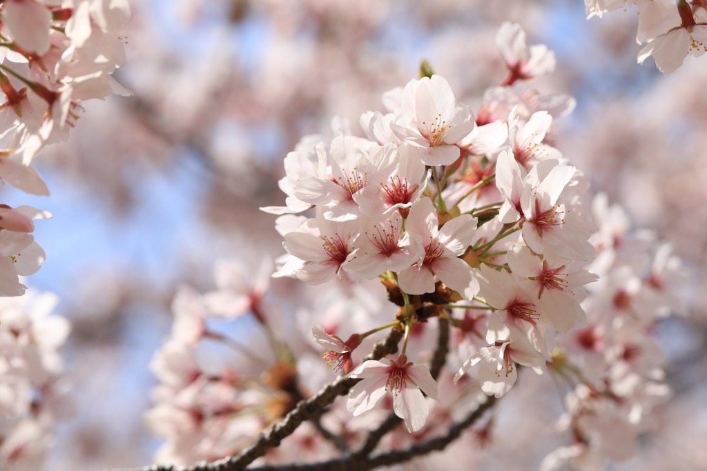 碧南市明石公園桜まつり