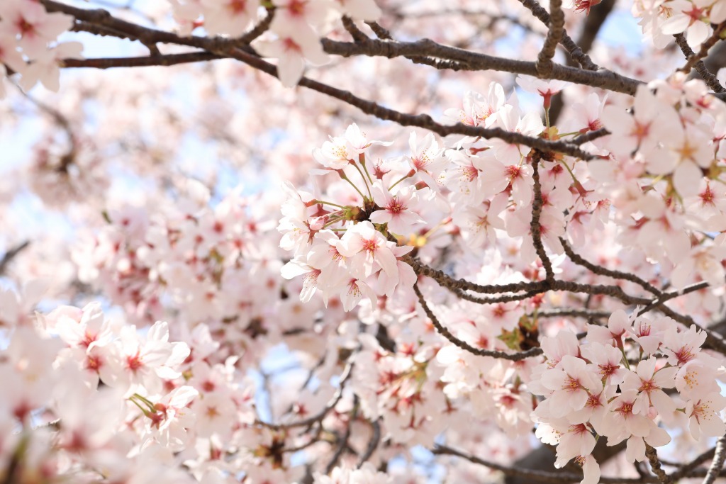 碧南市明石公園桜まつり