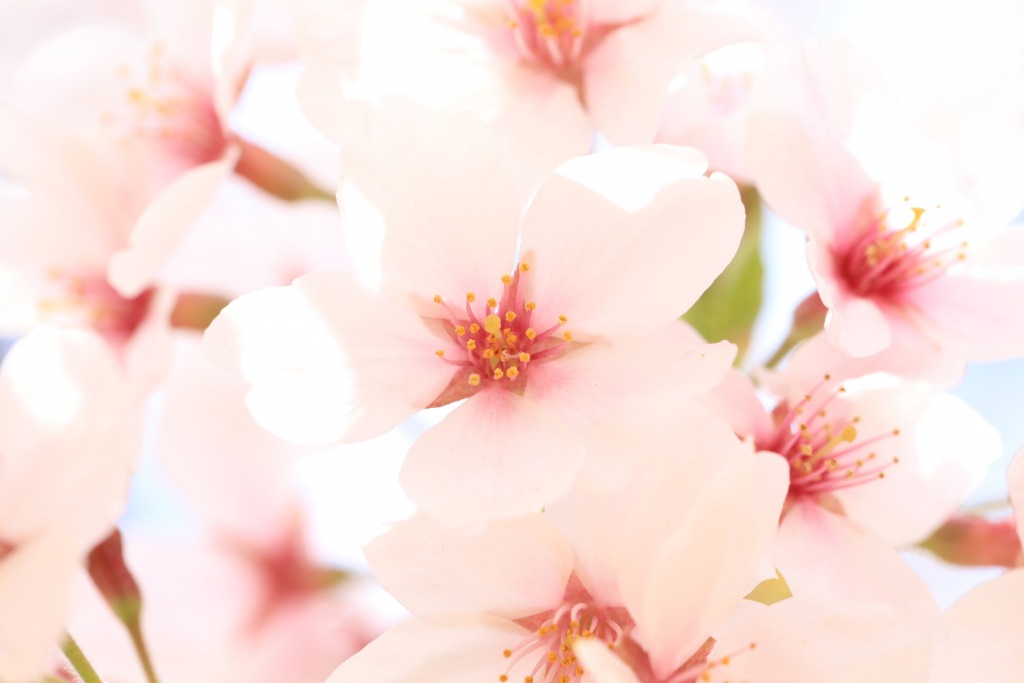 碧南市明石公園桜まつり