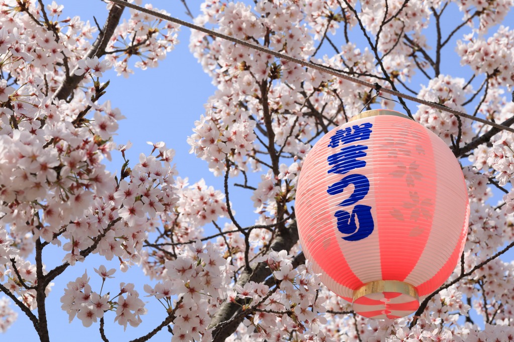 碧南市明石公園桜まつり