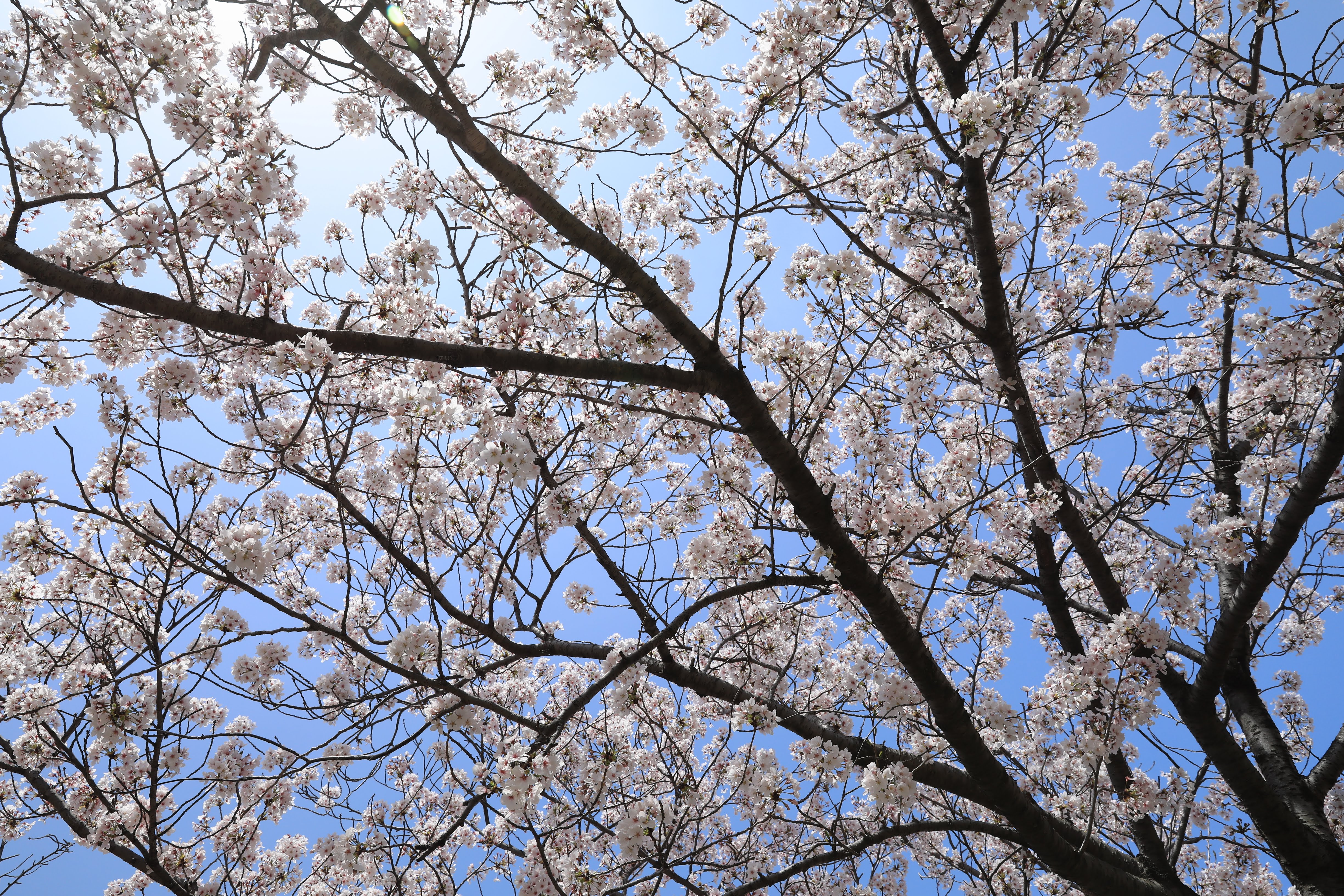 碧南市明石公園桜まつり