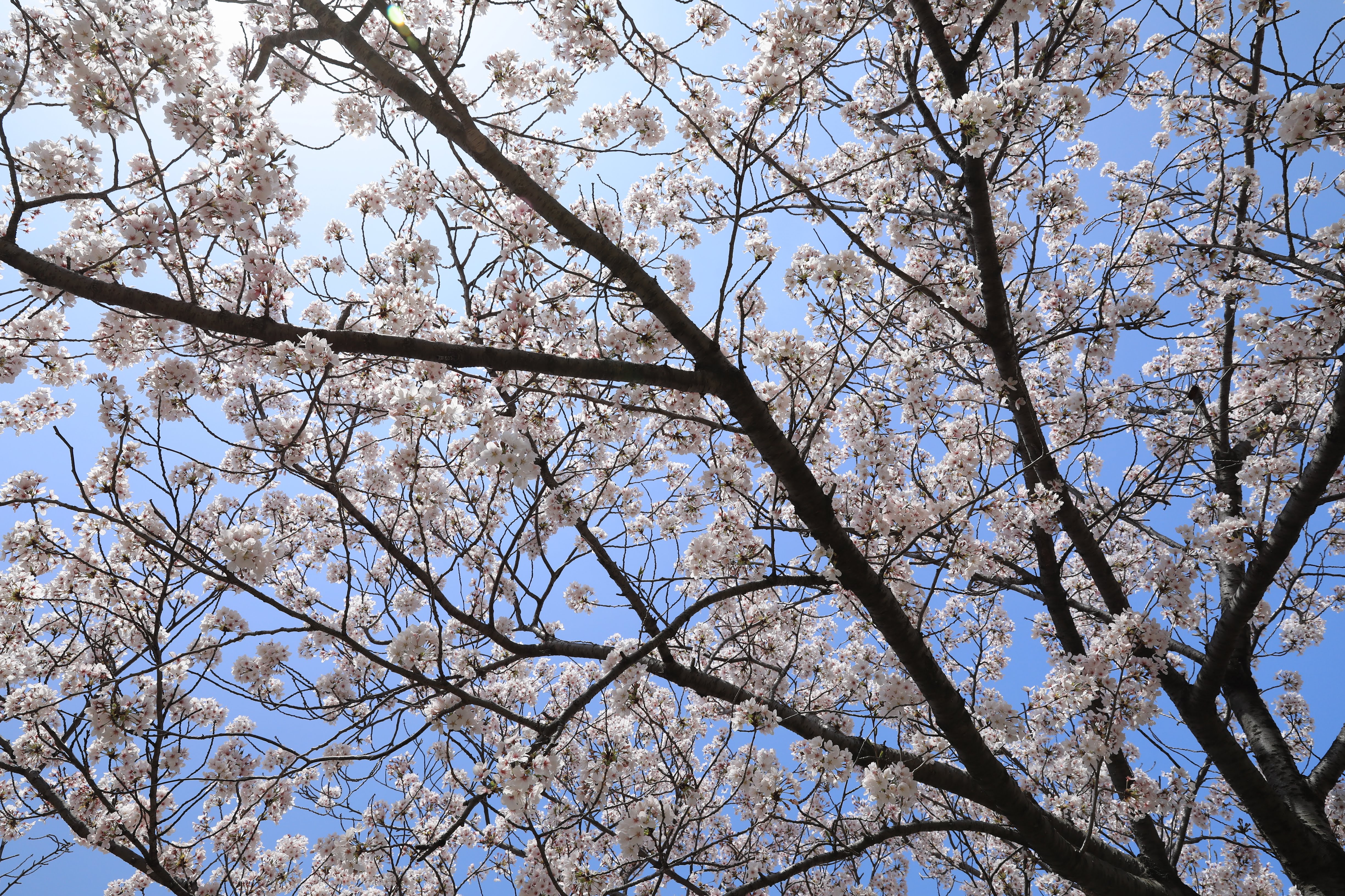 碧南市明石公園桜まつり