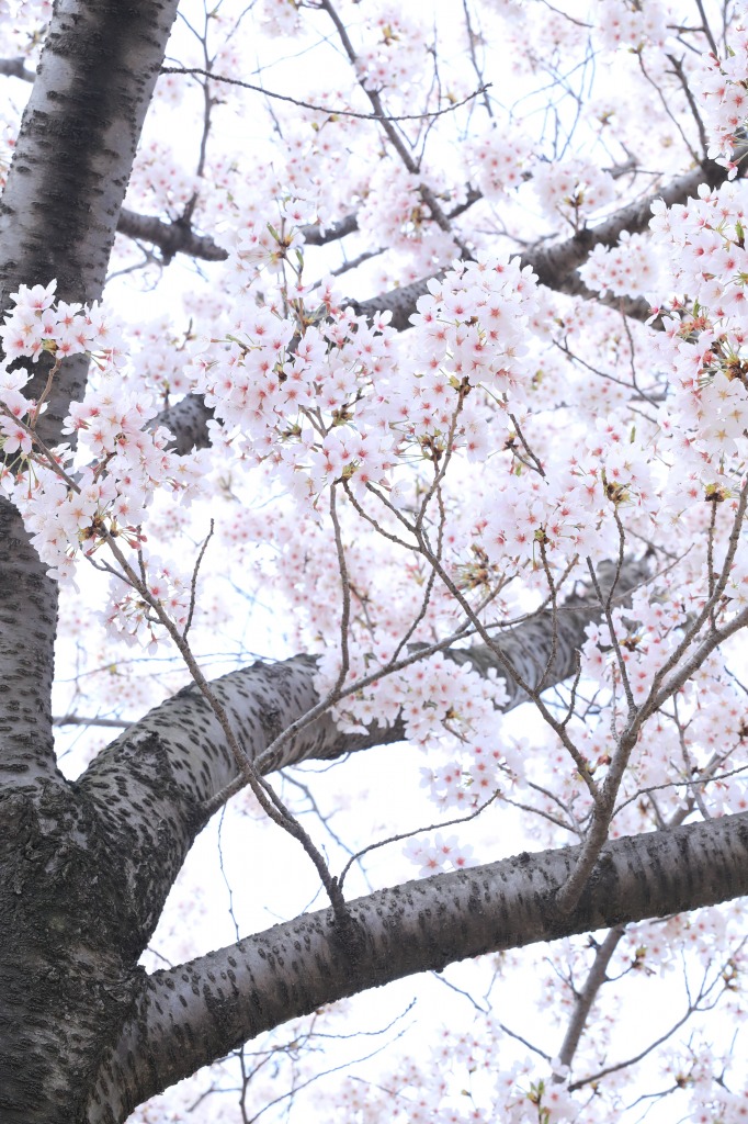 碧南市明石公園桜まつり