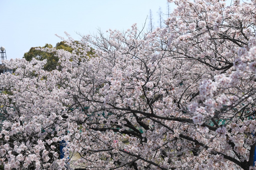 碧南市明石公園桜まつり