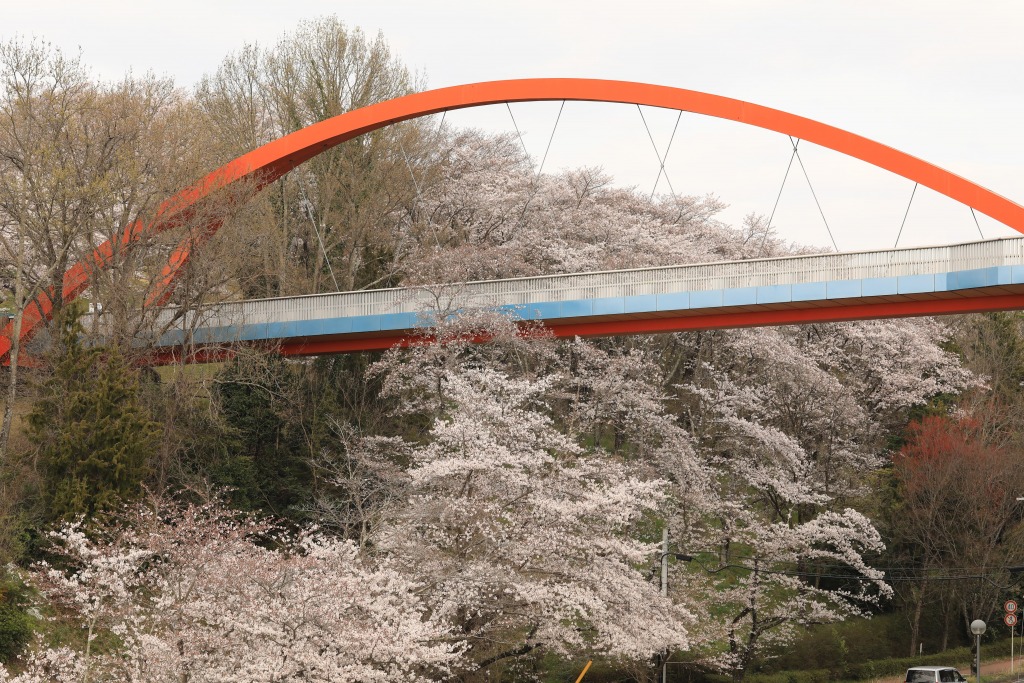 鞍ケ池公園の桜