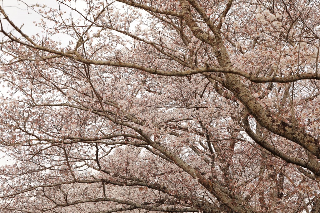 鞍ケ池公園の桜