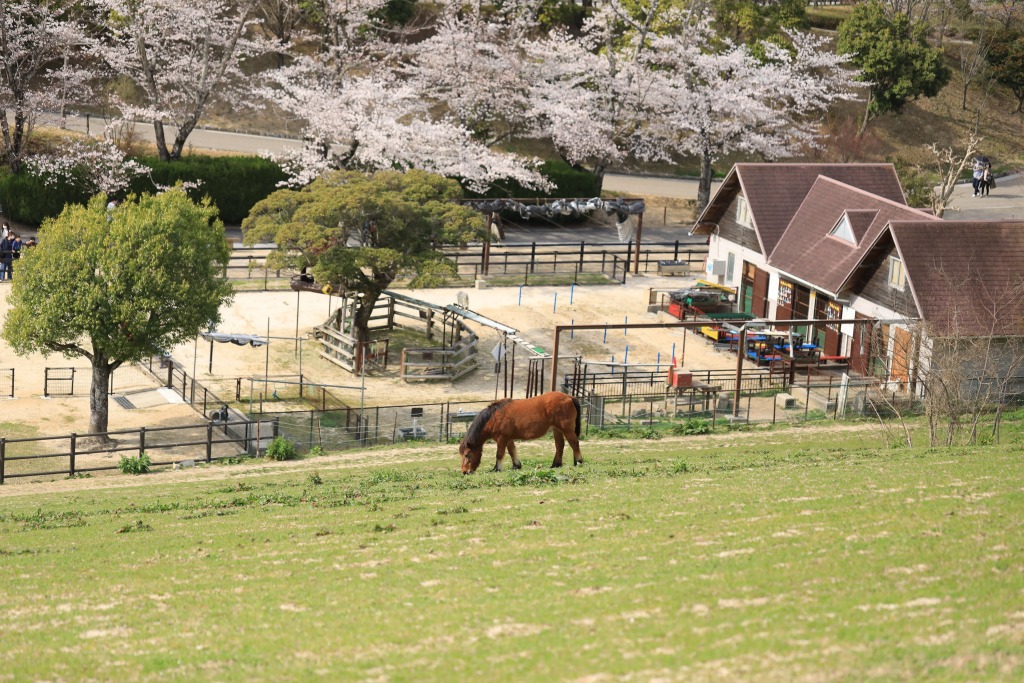 鞍ケ池公園の桜と牧場の馬