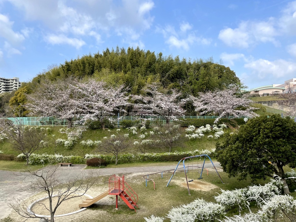 枝下緑道自転車道 ロードバイクと桜