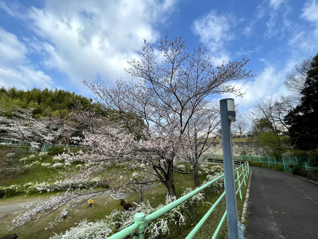 枝下緑道自転車道 ロードバイクと桜