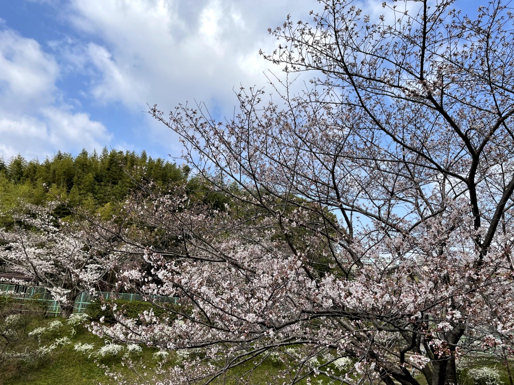 枝下緑道自転車道 ロードバイクと桜