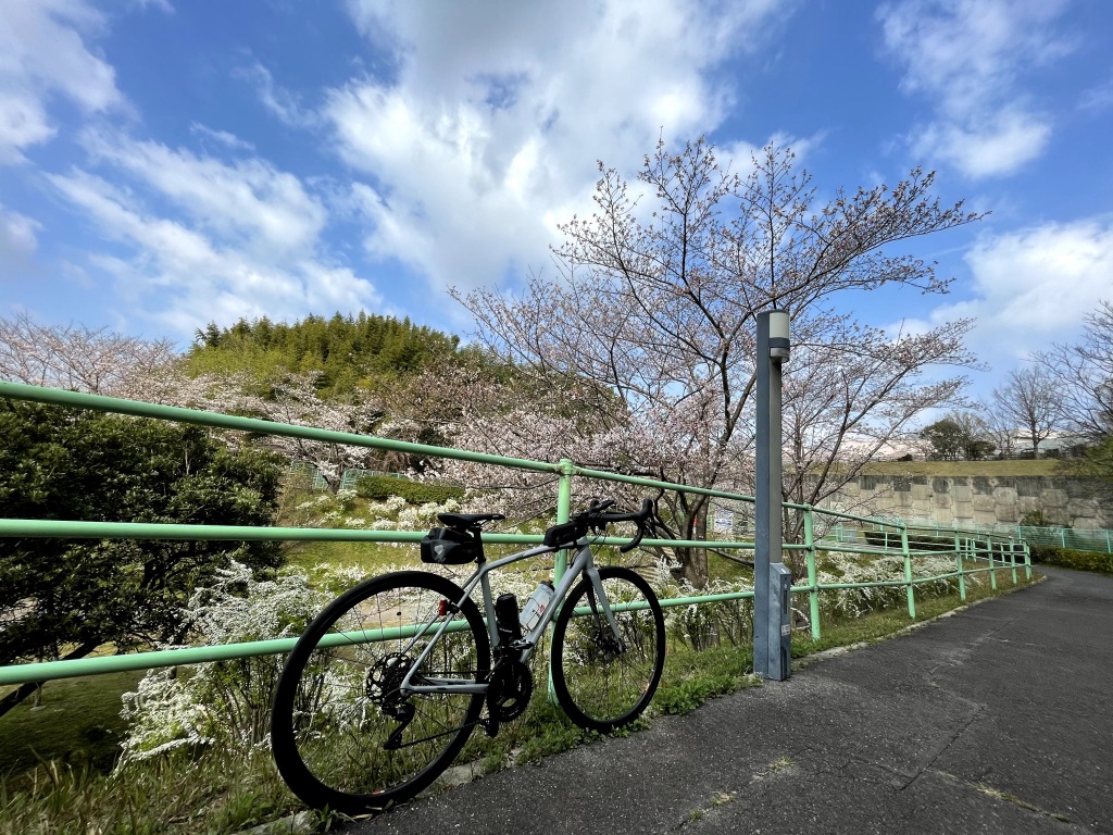 枝下緑道自転車道 ロードバイクと桜