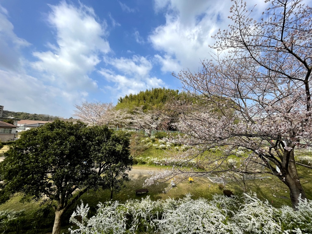 枝下緑道自転車道 ロードバイクと桜