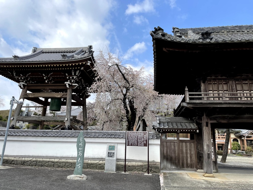 安長寺の枝垂れ桜