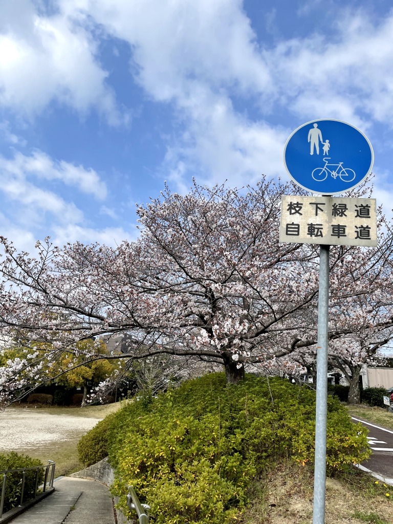 妙玄公園の桜とロードバイク