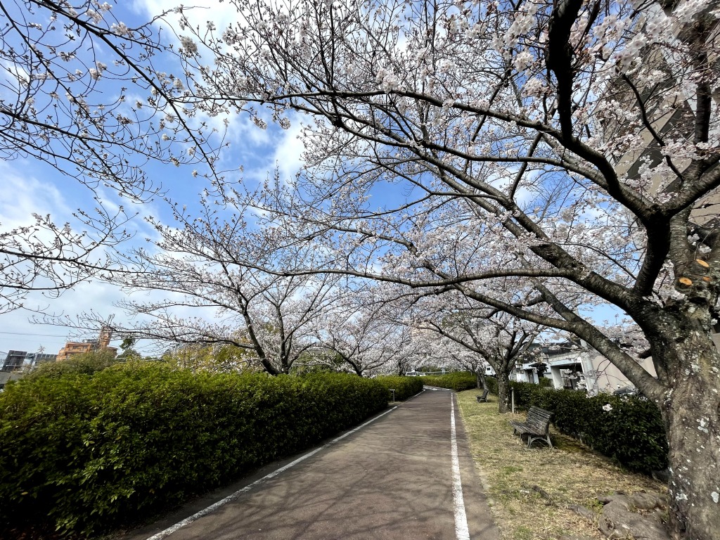 妙玄公園の桜とロードバイク