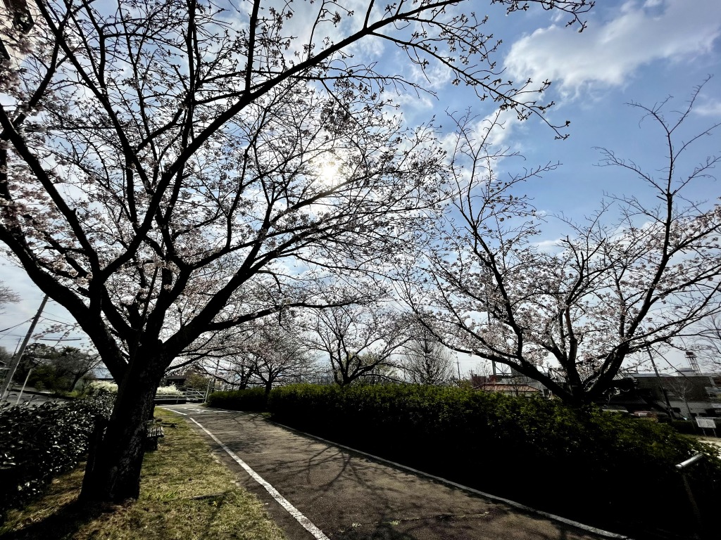 妙玄公園の桜とロードバイク