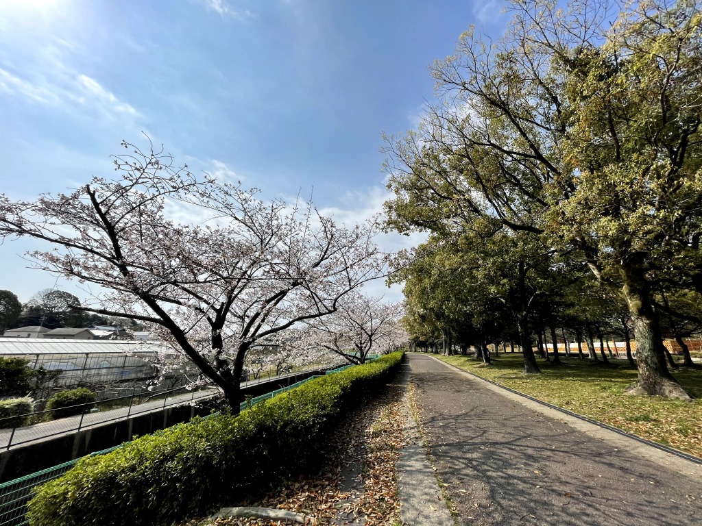 枝下緑道自転車道の桜とロードバイク
