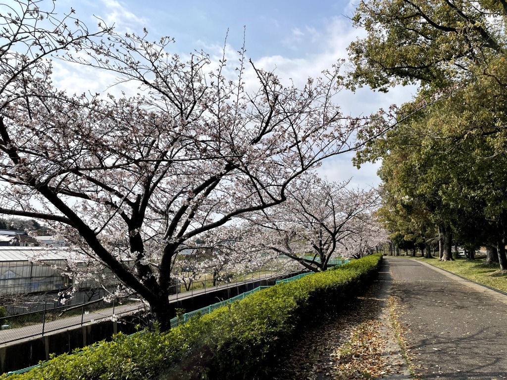 枝下緑道自転車道の桜とロードバイク