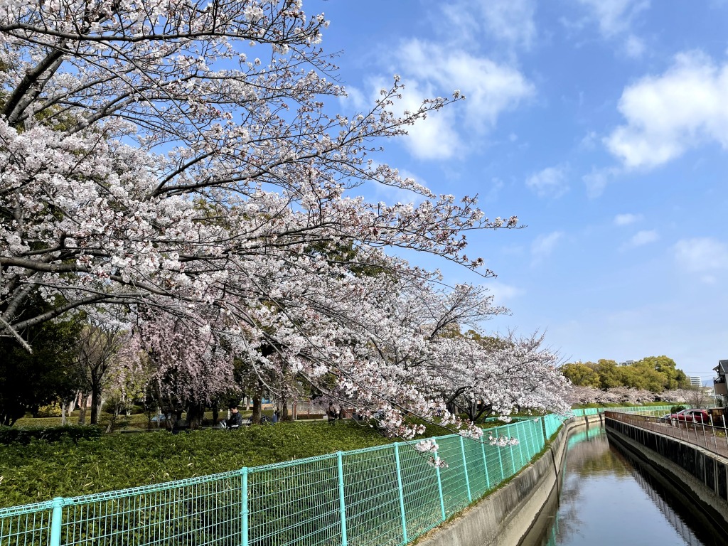 枝下緑道自転車道の桜とロードバイク