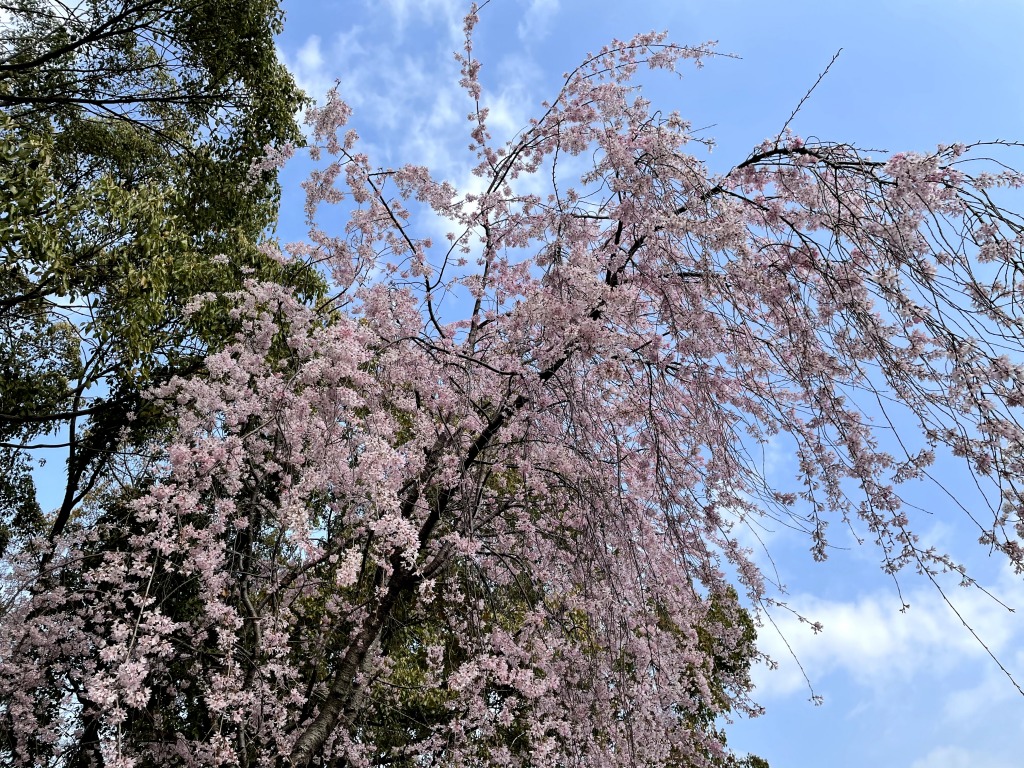 枝下緑道自転車道の桜とロードバイク