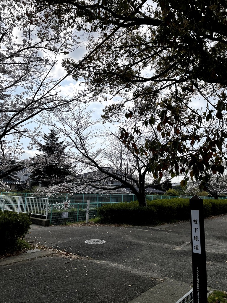 枝下緑道自転車道の桜とロードバイク