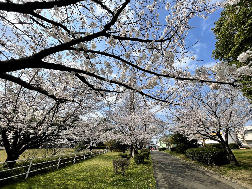 枝下緑道自転車道の桜とロードバイク