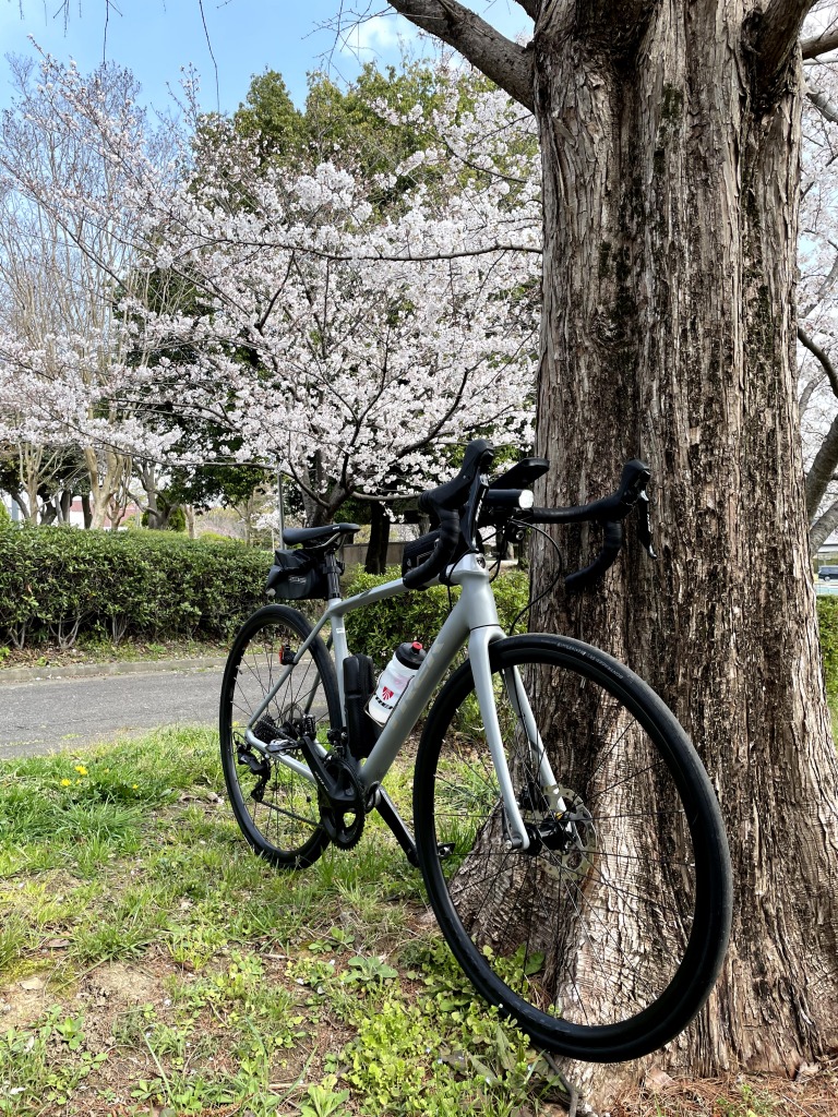 枝下緑道自転車道の桜とロードバイク