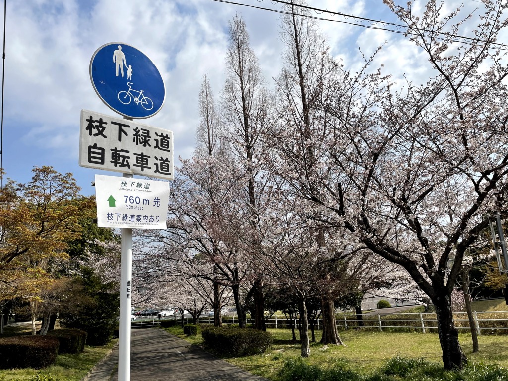 枝下緑道自転車道の桜とロードバイク