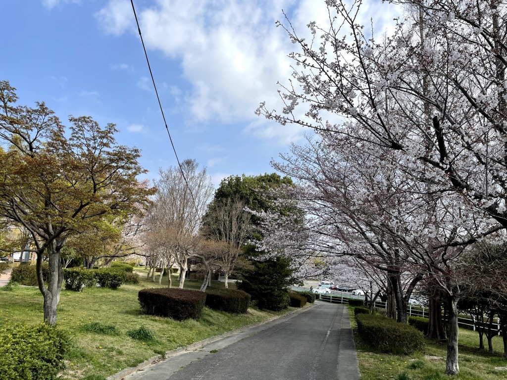 枝下緑道自転車道の桜とロードバイク