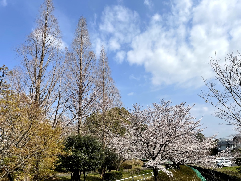 枝下緑道自転車道の桜とロードバイク