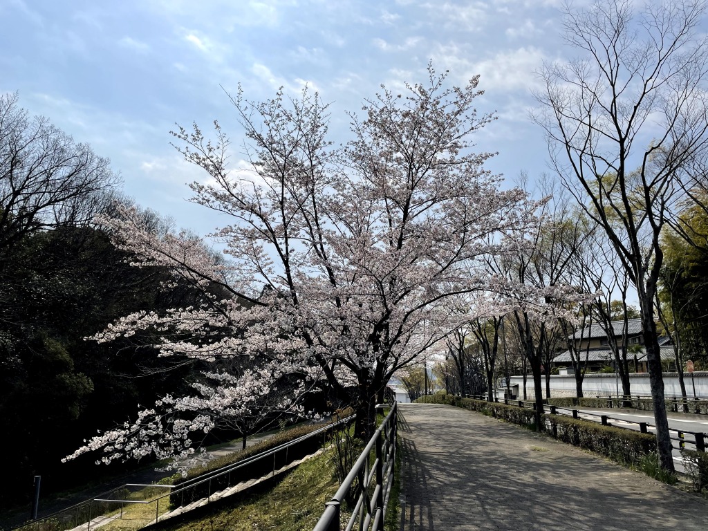 樹木公園の桜