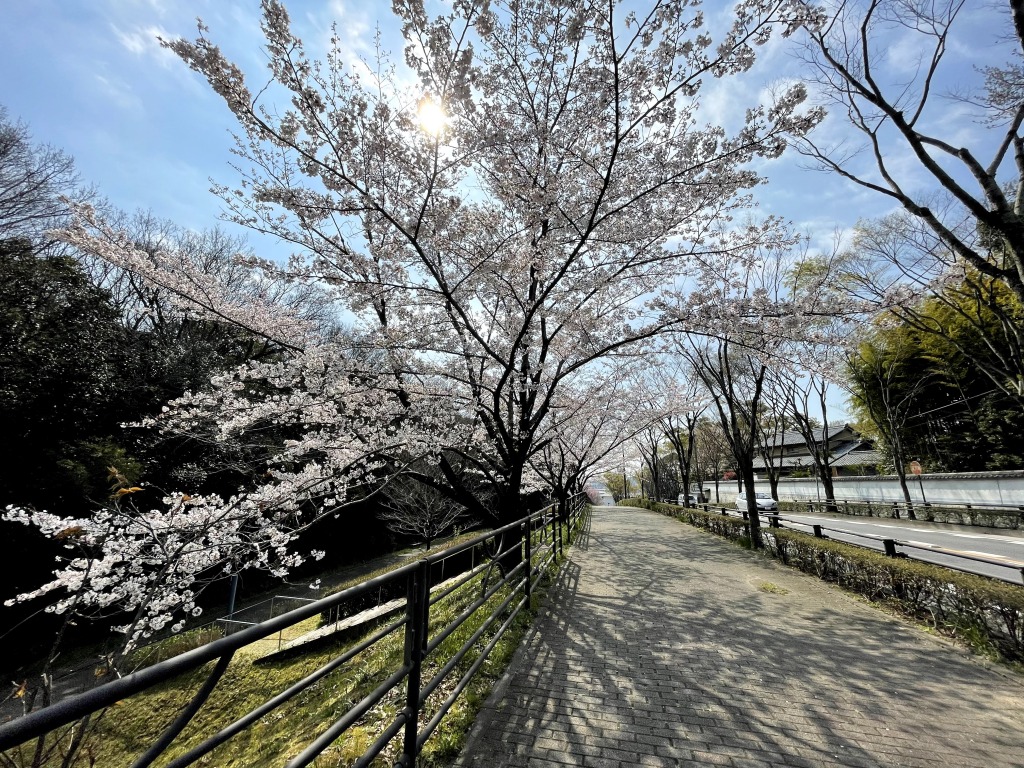 樹木公園の桜