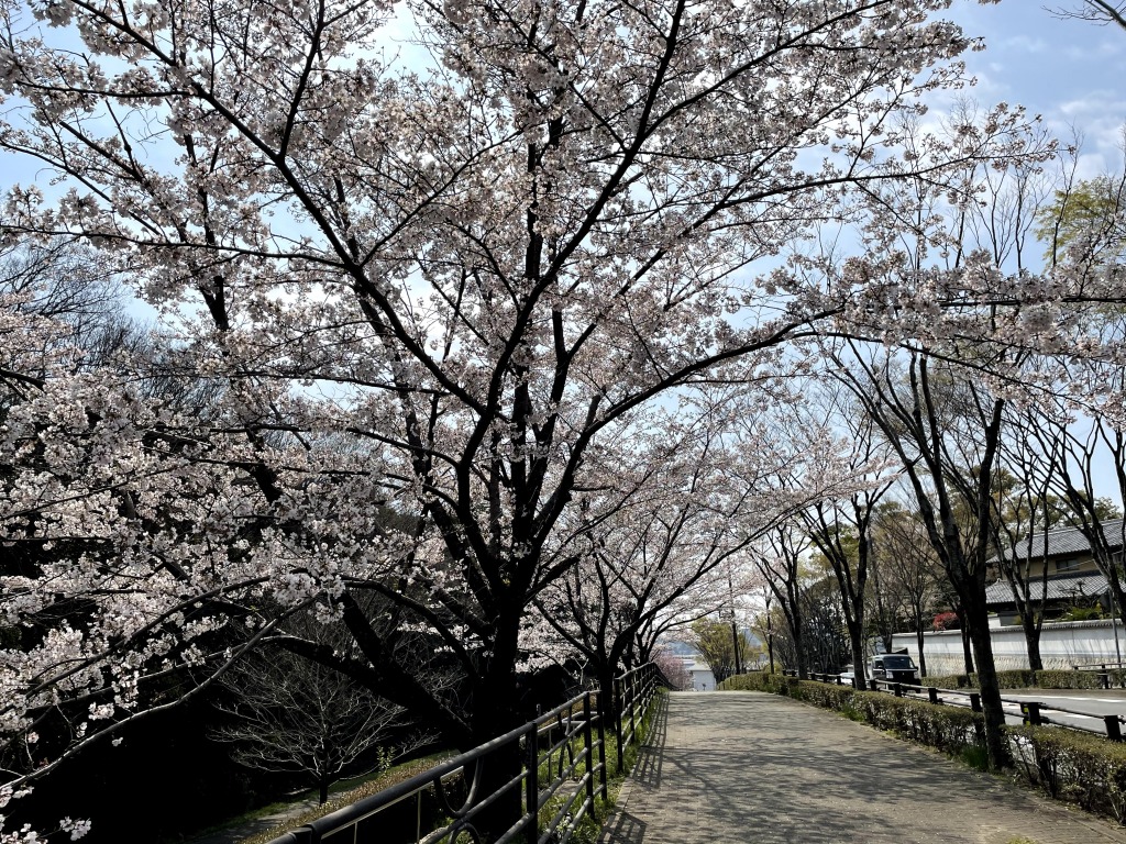 樹木公園の桜