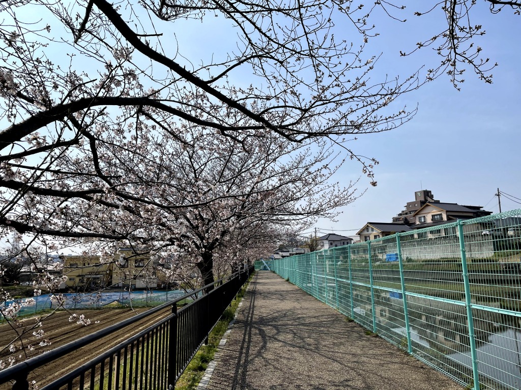 枝下緑道自転車道の桜