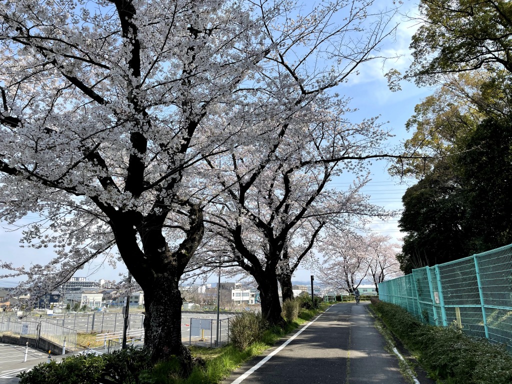 枝下緑道自転車道の桜