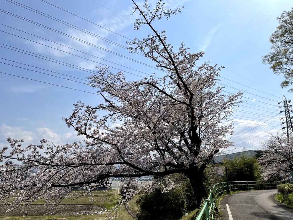枝下緑道自転車道の桜
