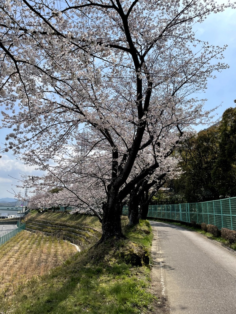 枝下緑道自転車道の桜