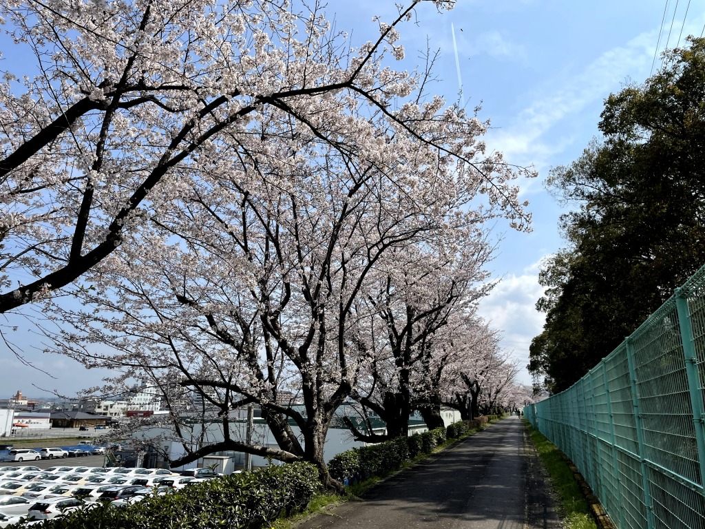 枝下緑道自転車道の桜